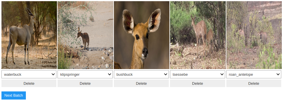 African Antelope: A Case Study of Creating an Image Dataset with FastAI